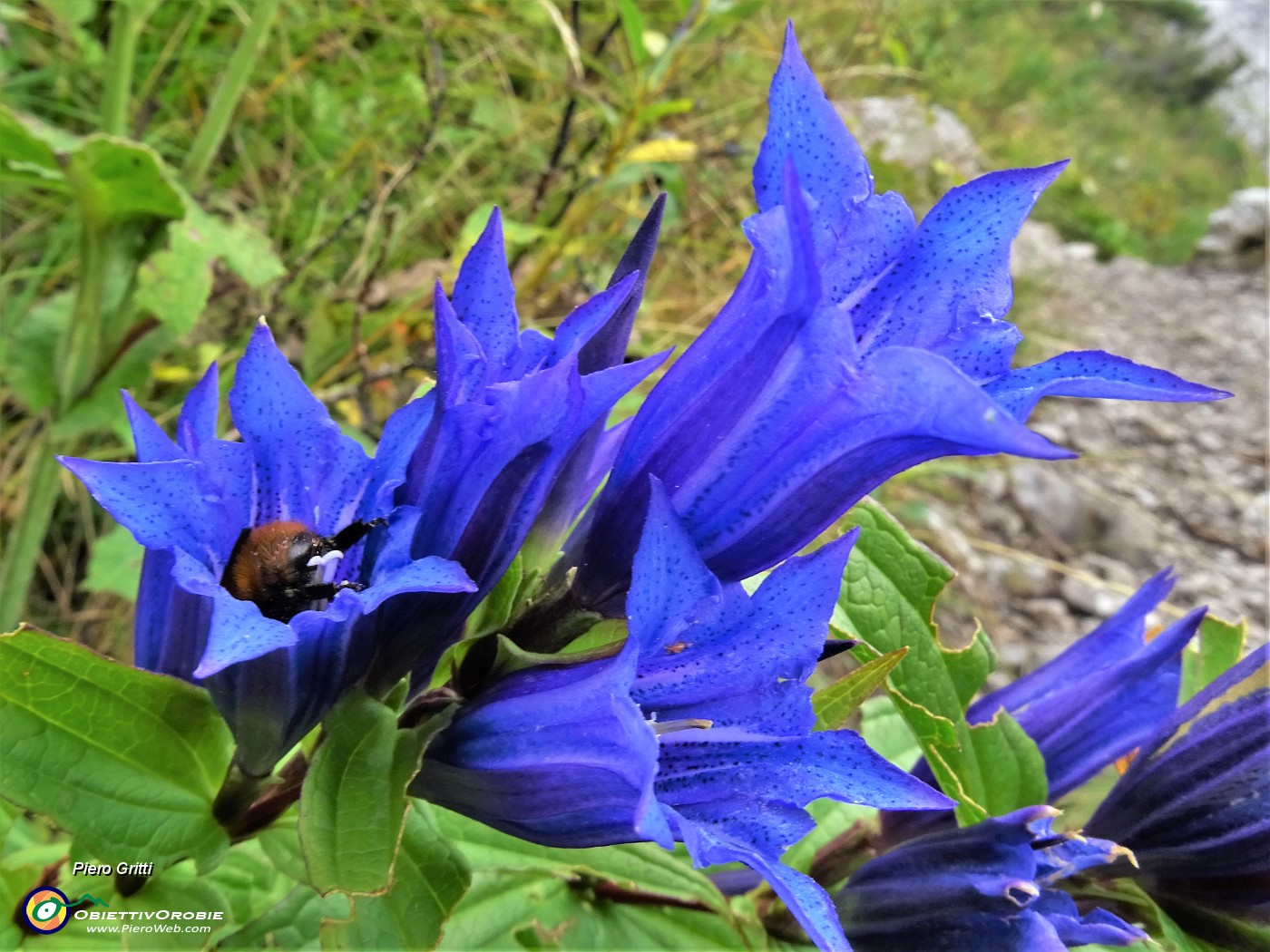 72 Gentiana asclepiadea (Genziana minore).JPG